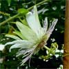 Passiflora 'Ernestito'