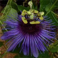 Neuer Passiflora-Hybrid 'Passiflora amethystina 'Freiburg 1''