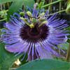 Passiflora 'Blauduft'