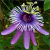 Passiflora Hybrid 'Joya'