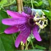 Passiflora 'Ranke für Anke'