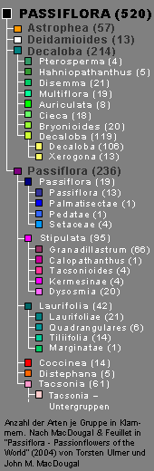 Passiflora-Systematik